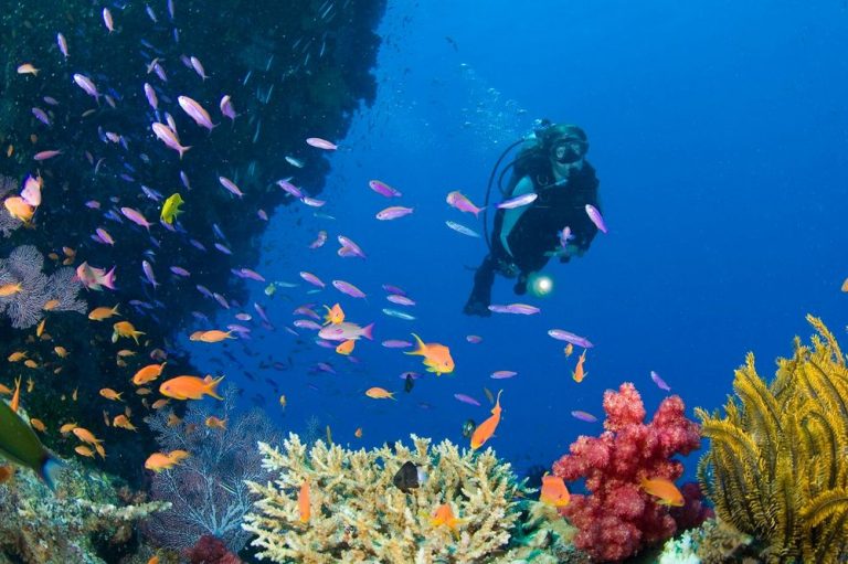 The best diving spots in Asia • Information for tourists