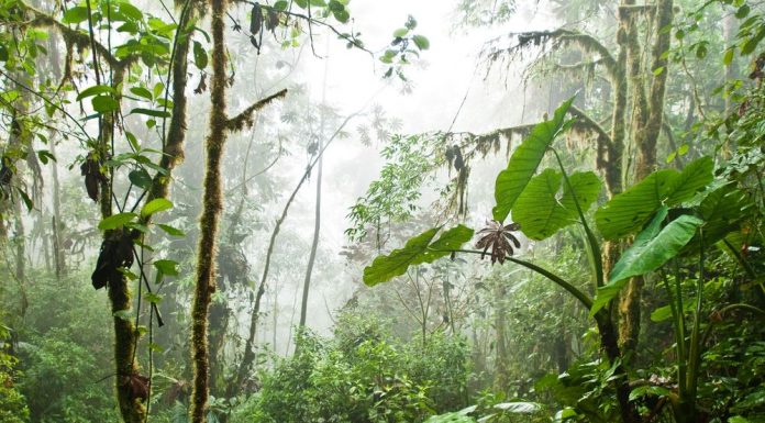 Jungle of South America