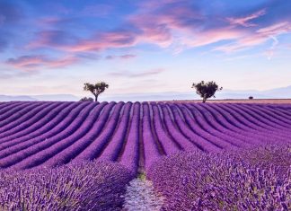 Lavender fields