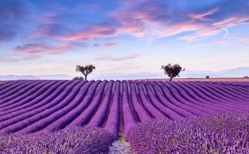 Lavender fields