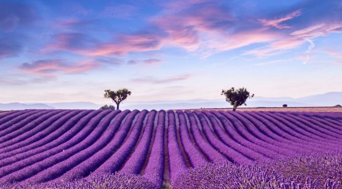 Lavender fields