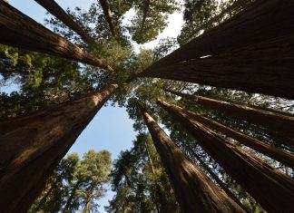 Sequoia National Park