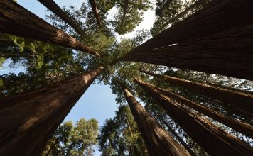 Sequoia National Park