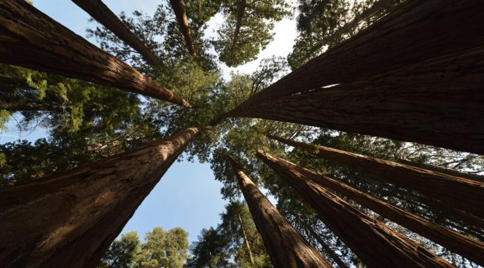 Sequoia National Park