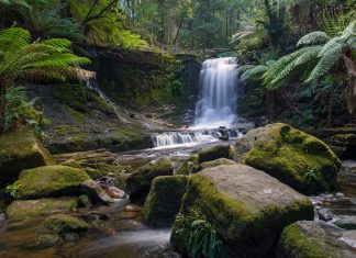 Mount Field National Park