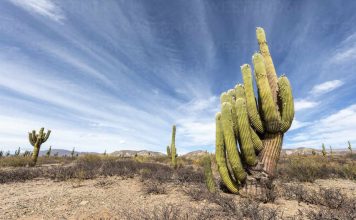 Los Cardones National Park