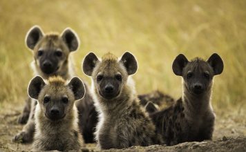 Meru National Park