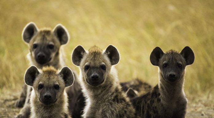 Meru National Park