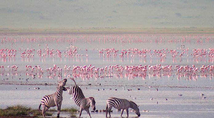 Ngorongoro Crater