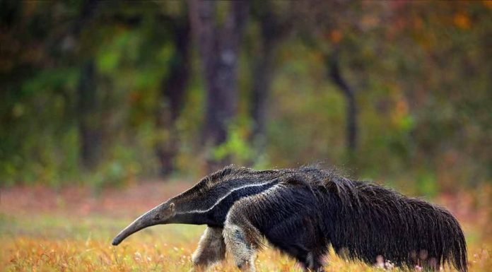 Baritu National Park