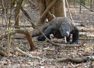 Komodo National Park