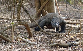 Komodo National Park