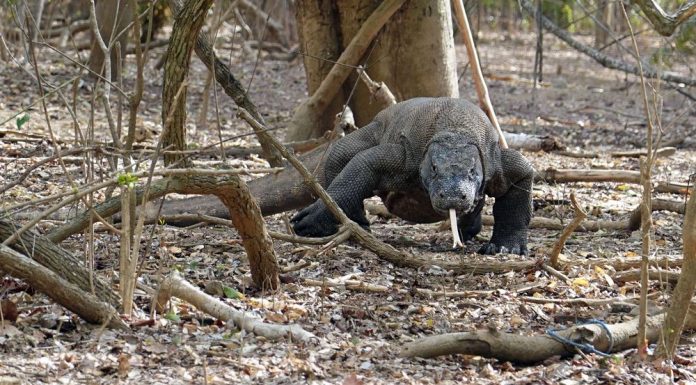 Komodo National Park