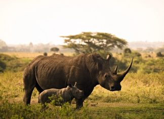 Nairobi National Park