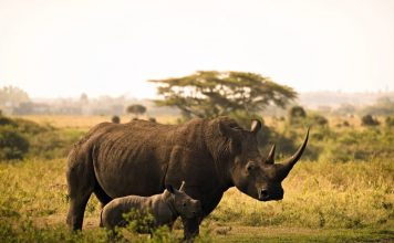 Nairobi National Park