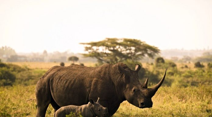 Nairobi National Park