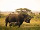 Nairobi National Park