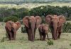 Addo Elephant Park