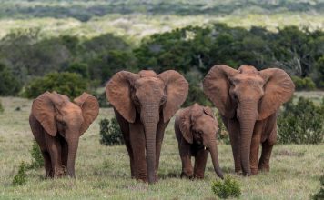 Addo Elephant Park