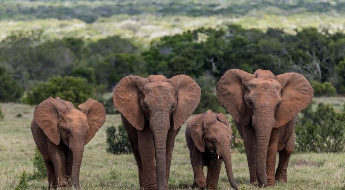 Addo Elephant Park