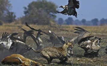 KAFUE NATIONAL PARK