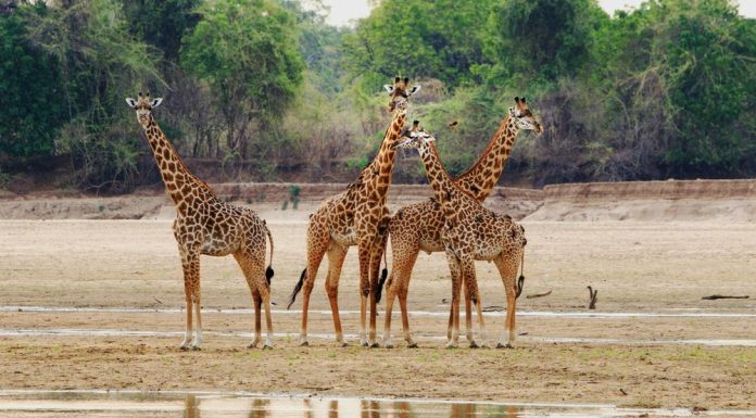 Nsumbu National Park